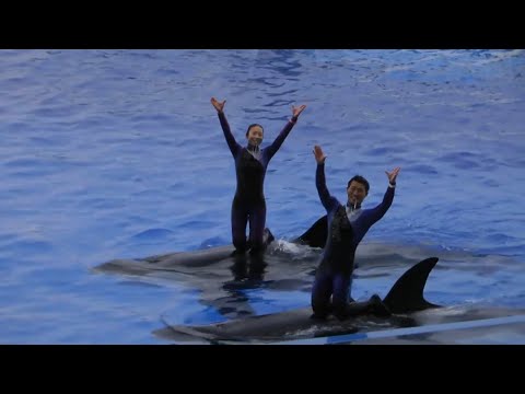 オルカ クリスマス パフォーマンスより　須磨シーワールドにて　2025年12月25日　00025 サムネイル