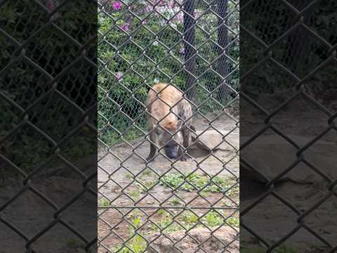 shorts 寝てしまう〜❣️エサンドワちゃん　ブチハイエナ　千葉市動物公園　2026年4月20日 サムネイル