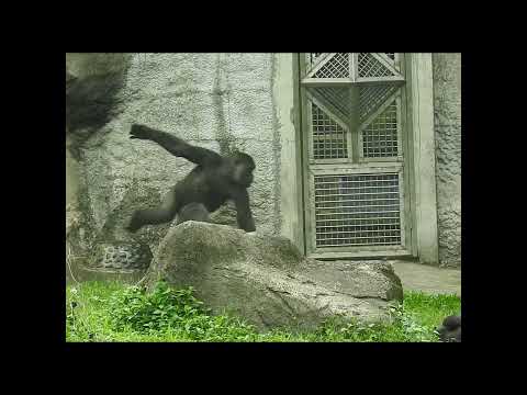 little gorilla brothers Jabali 5y5m old & Ringo 4y11m old.…