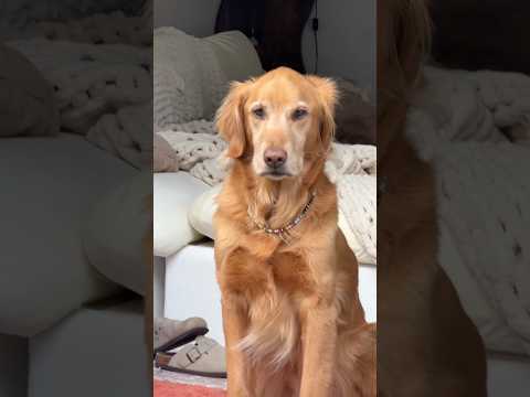 coming home to my golden retriever🥵goldenretreivers dog pup… サムネイル