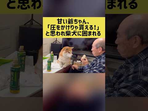 甘い爺ちゃん、「圧をかけりゃ貰える！」と思われ柴犬に囲まれる 柴犬 shibainu shorts サムネイル