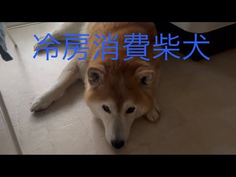 柴犬福 母に移動を勧められる冷房消費柴🤣Why here🤣