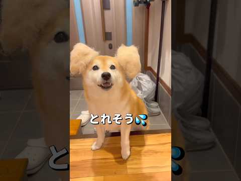 今日の抜け毛😂柴犬 shibainu shorts サムネイル