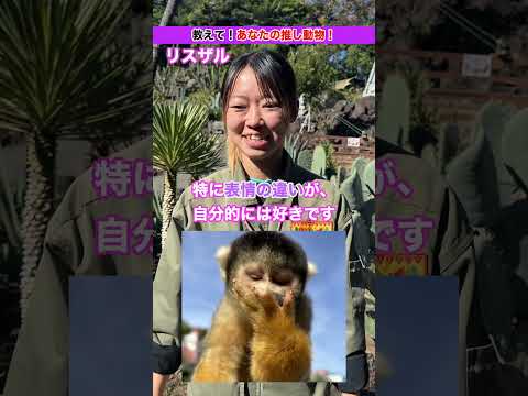 飼育員の推し動物紹介！リスザル🐒 サムネイル