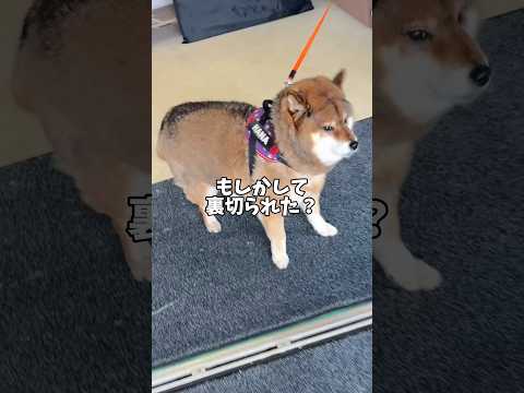 まさかの裏切り？柴犬の願い🐕掴んだリードを離さないで！ サムネイル