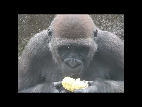 little gorilla Jabali 5y2m old. eat com.corn cob. shorts. J… サムネイル
