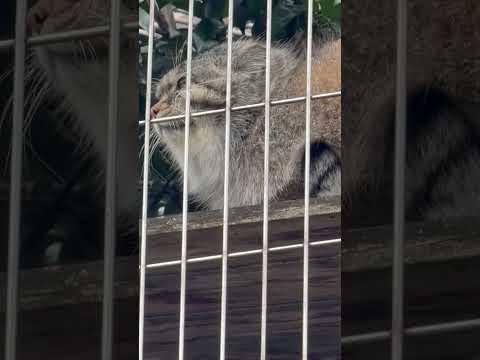 shorts エルくん 上でもアニャニャニャー☺️ マヌルネコ　東山動植物園にて　2026年3月13日 サムネイル