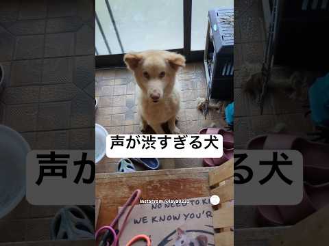 「おはよう」の声が渋すぎる犬😂　　犬　保護犬　かわいい犬 犬のいる暮らし いぬ
