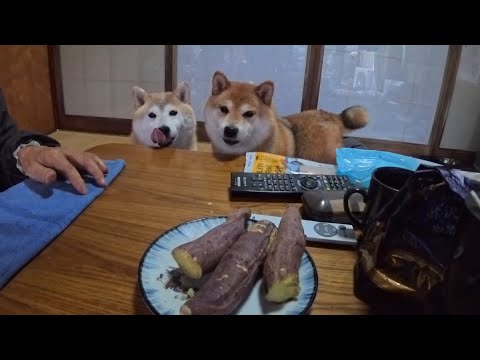 2025年12月19日(金) 続おじいちゃんのお芋監視委員会(圧) サムネイル