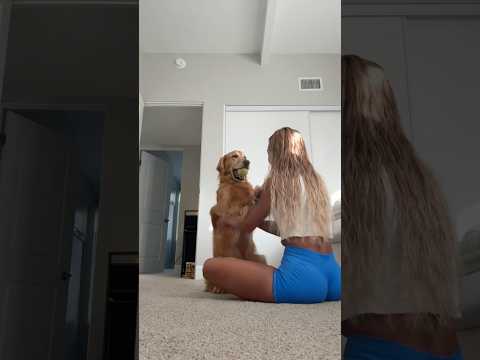 coming home to my golden retriever🥵goldenretreivers dog pup… サムネイル