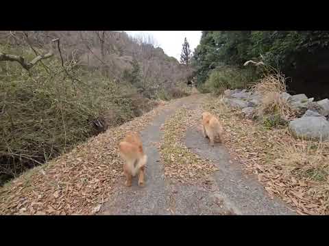 冬枯れの木々が目覚める直前の里山は静寂の中にも春の予感。 サムネイル