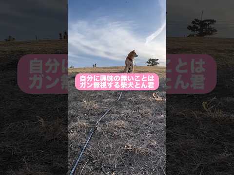 柴犬とん君は、マイペース❣️ 柴犬　柴犬とん サムネイル