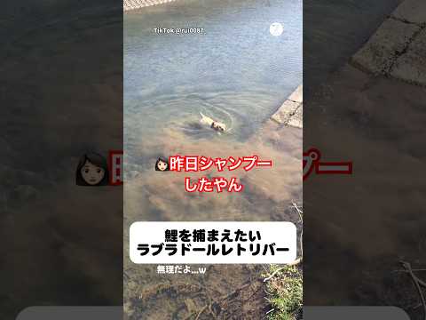 鯉を捕まえたいラブラドールレトリバー　　ラブラドールレトリバー 大型犬　犬　かわいい犬 犬のいる暮らし サムネイル
