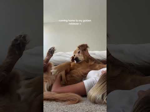 coming home to my golden retriever❤️india retreiver dog pup… サムネイル