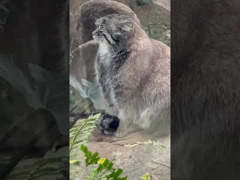 shorts ナルくん　マヌルネコ　神戸どうぶつ王国にて　2025年12月26日 サムネイル