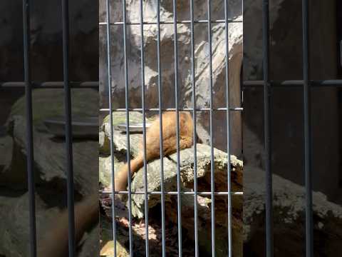 shorts ネムネム テンコさん　ホンドテン　野毛山動物園にて　2025年12月6日