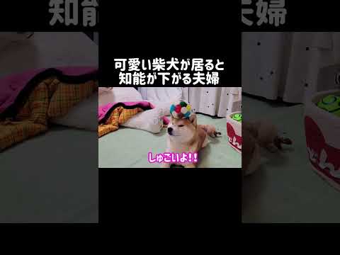 可愛い柴犬がいると知能が下がる夫婦 shibainu 柴犬 shorts サムネイル