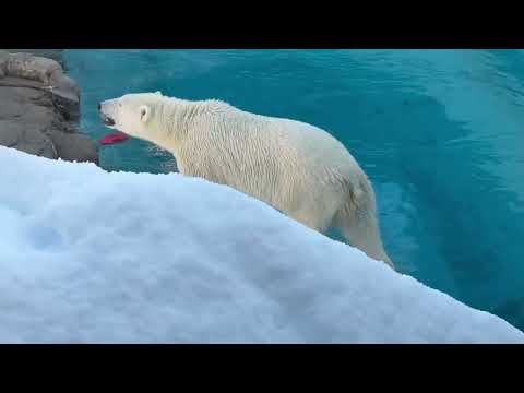 ホッキョクグマのゆめちゃん　王子動物園にて　2025年12月27日 サムネイル
