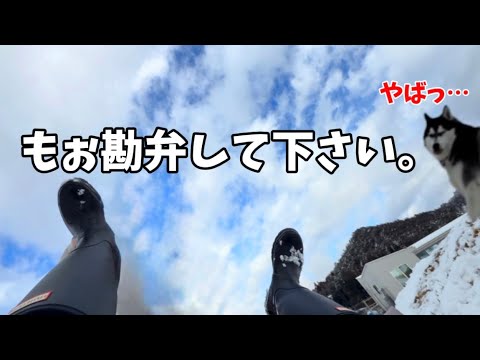 【運ばれる柴犬】犬ゾリされる犬の行動が面白すぎました… サムネイル