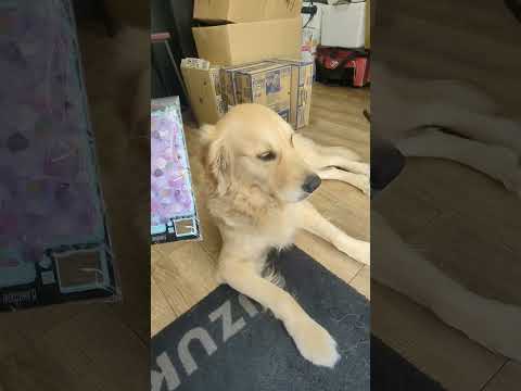 早いもので明日は5歳の誕生日 ゴールデンレトリバー 大型犬のいる生活 goldenretriever サムネイル