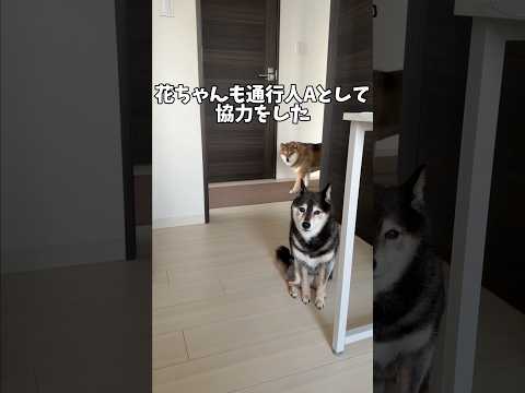エキストラとして存在感を示す柴犬 サムネイル