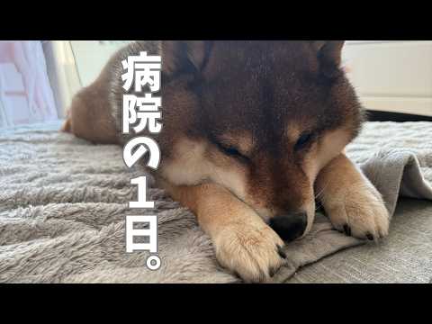 柴犬12歳。血液検査へ向かう！ サムネイル