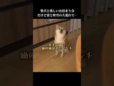 柴犬との楽しいお泊まり会なのに、思わぬ出来事が起きてしまい…💦 怖い shibainu 可愛い サムネイル