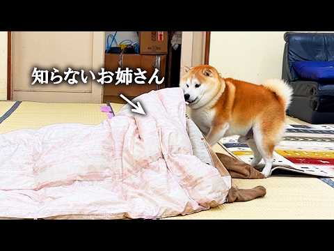 帰省したお姉ちゃんと思って大喜びでお布団の中を覗いてみると、全然知らないお姉さんでびっくりする柴犬→喜び大爆発 サムネイル