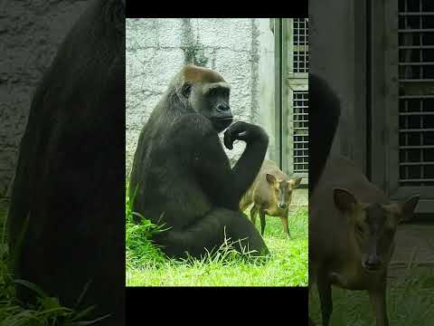 gorilla Tayari 15y2 old mom & Reeve's muntja shorts.T山羌 5-6 サムネイル