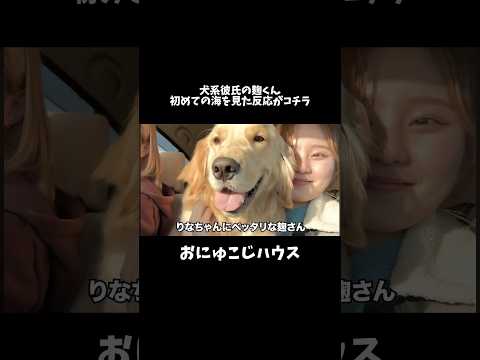 フルはYouTubeで❤️ #ゴールデンレトリバー #大型犬のいる生活 #犬と2人暮らし サムネイル