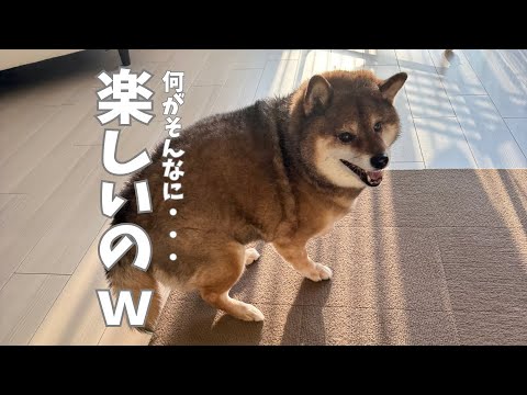 ひとり大はしゃぎする柴犬とその相手をするオジサン サムネイル
