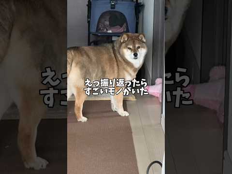 柴犬🐕12歳も思わず立ち止まる衝撃の人物登場🤔 サムネイル
