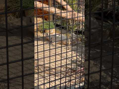 shorts ジウちゃんゴロンする　スナネコ　ごかつら池どうぶつパークにて　2026年1月24日 サムネイル