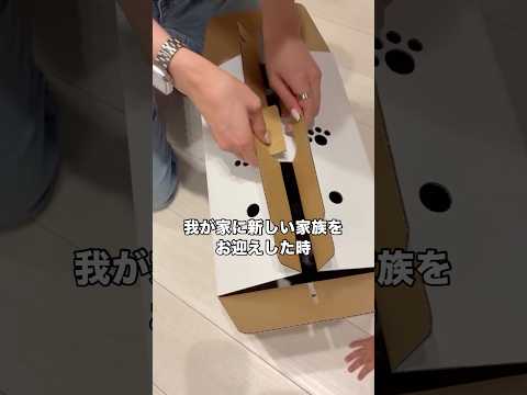 我が家にやってきた新しい家族が天使かと見間違えるほど可愛い件 トイプードル トイプー 犬 shorts サムネイル