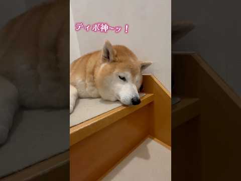 柴犬福 兄の最終奥義・車にすら反応が薄いティボ神🤣Bro and Shiba🤣姉と柴 shorts japanesed… サムネイル