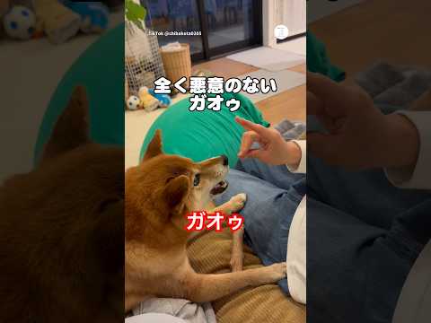 パパと全力で遊ぶ柴犬が可愛い💕　　柴犬　犬　かわいい かわいい犬 柴犬のいる暮らし