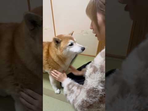 柴犬福 姉へ全体重を預けながら姉を黙らせようと試みるも失敗柴犬🤣Sis and Shiba🤣姉と柴 shorts fu… サムネイル