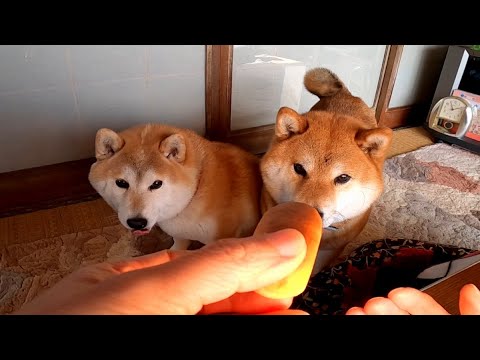 パン下さい！！🍞🍞🥖🥖 サムネイル