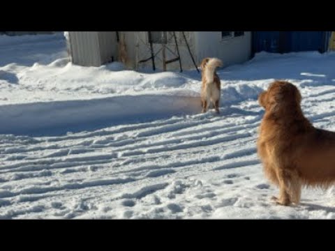 ミントの大冒険 がライブ配信中！ サムネイル
