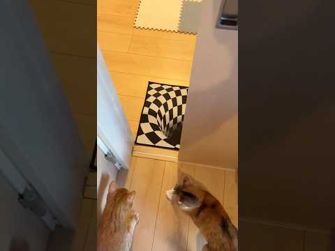 扉を開けたらトリックアートだった時の茶トラと三毛猫の反応が面白いw 三毛猫   茶トラ 保護猫 shorts サムネイル
