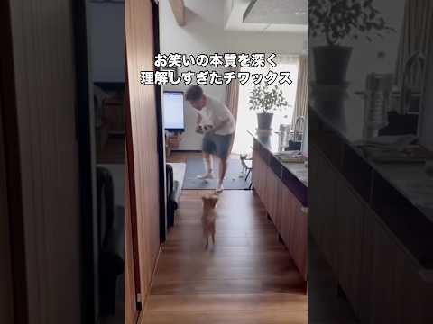 仕事で足を縫うほどの大怪我をして帰ってきた旦那の急所に全力すてみタックルをお見舞いするイッヌ チワックス チワワ ダッ…