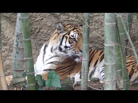 竹林にサーシャちゃん　舌👅出てるよ〜　アムールトラ🐯　浜松市動物園　00109 サムネイル