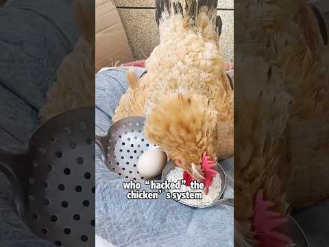 Secret to Why Chickens Always Lay Eggs! Do you believe it?🐔… サムネイル