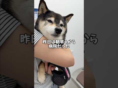 大嫌いな病院その時黒柴🐕を支えたのは… サムネイル