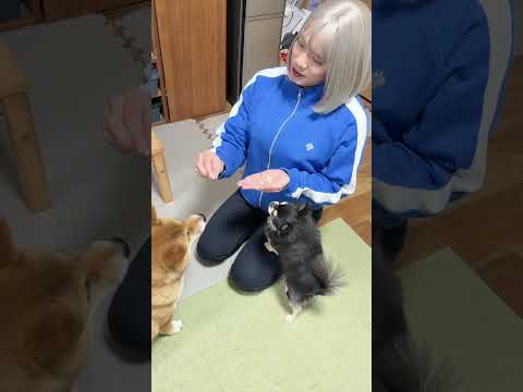 充電切れんの早いんよww 柴犬 チワワ コント shorts サムネイル