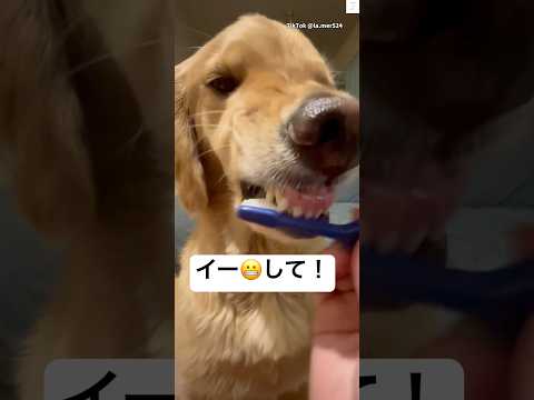 『イー😬』を覚えたゴールデンレトリバー #ゴールデンレトリバー #大型犬　#犬　#かわいい #犬のいる暮らし サムネイル