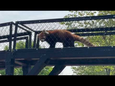 モグモグ ひなたくんと〜円実ちゃん　レッサーパンダ　大森山動物園にて　2026年4月29日 サムネイル