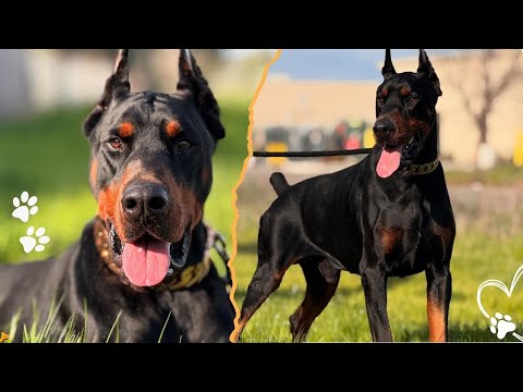 What Only Doberman Owners Truly Understand About This Breed サムネイル