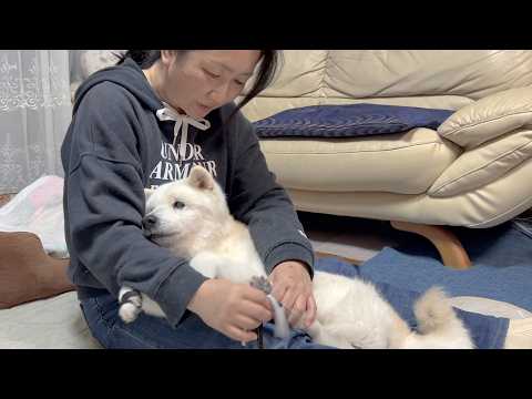 大好きな母が楽しそうに話すのを抱きしめられながら子守歌のように聴いている可愛い柴犬【腹ペコぐるる復活記念】 サムネイル