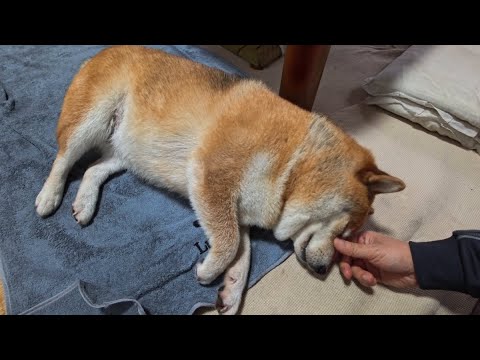 鼻筋コショコショ サムネイル